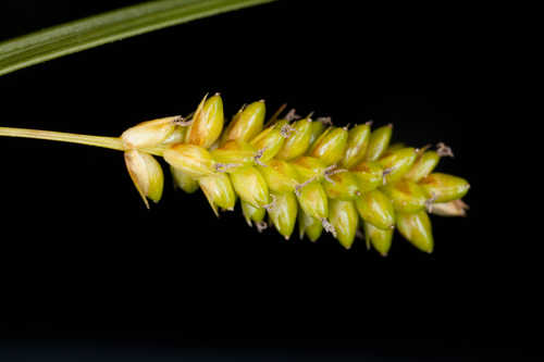 Carex pallescens #6
